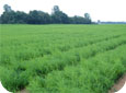 Field of asparagus crop