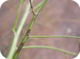 Purple Spot (Stemphylium) on Fern