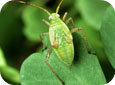 Alfalfa Plant Bug