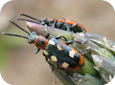 Criocères de l'asperge adultes - Ils ont des élytres noir bleuté à marges rouges et trois marques de couleur crème sur chaque aile.