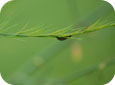 Criocères de l'asperge larves