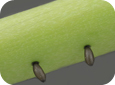Criocères de l'asperge œufs sont de petite taille (1,5 mm), ovales et oblongs