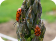 Spotted Asparagus Beetle adult – note the 12 black spots 