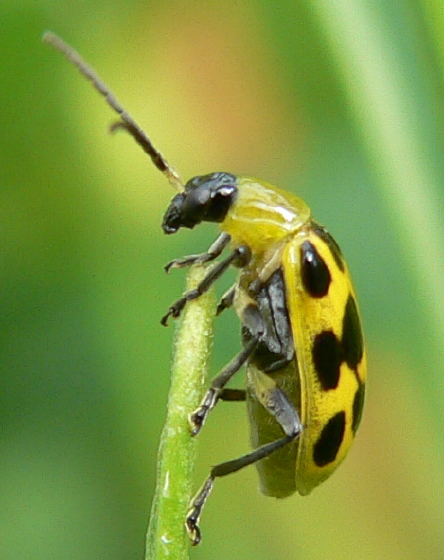 Yellow beetle with numerous black spots.