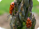 Spotted Asparagus Beetle 