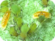 Larves de cécidomyies du puceron (orange) dans une colonie de puceron vert 