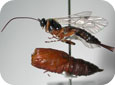 Braconid wasps