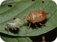 Stink bug (Photo: S.A. Marshall, School of Environmental Sciences, University of Guelph)
