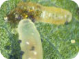 Eulophid wasp larva consuming leafminer sap feeder (E. Beers, OPM Online, WSU)