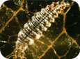 Nymphe de chrysope avec des tétranyques (D. Epstein, MSU) 