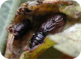 Coque de nymphose de tordeuse à bandes obliques (à la droite), coque de nymphose de tachniaire (au gauche) 