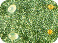 Mite eggs: European red mite (left), phytoseiid (middle), Zetzellia mali (right)