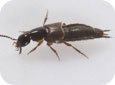 Philonthus, a common rove beetle found in many agricultural habitats (Photo by D. Cheung DKB Digital Designs)