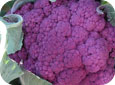 Purple cauliflower - specialty brassica