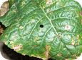 Alternaria on broccoli leaf 