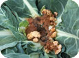 Bacterial soft rot on cauliflower 