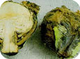 Bacterial soft rot on Brussels sprouts 