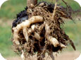 Clubroot damage to roots 