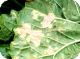 Downy Mildew on bok choy (underside of leaf)