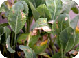Downy Mildew on cabbage seedlings 