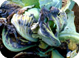 Fusarium wilt on cabbage 