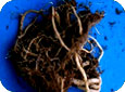 “Wire-stem” – characteristic or Rhizoctonia 