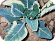 Clomazone injury on Brassica