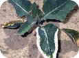 Dommages causés par le clomazone sur une feuille de chou-fleur 