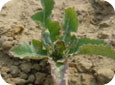 Imazethapyr damage to a young Brassica plant 