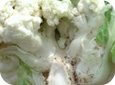 Swede midge damage to cauliflower
