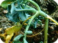 Les dommages du mouche du chou sur une plantule de brocoli 