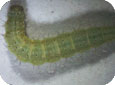 Diamondback moth larval stage 