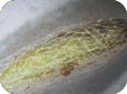Diamondback moth pupal stage 