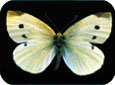 Papillon adulte de la piéride du chou  