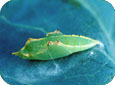 Imported cabbageworm pupal stage 