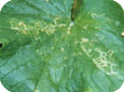 Dommages causés par la mineuse sinuante sur la feuille de concombre 