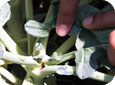 Dommage de cécidomyie du chou-fleur au broccoli