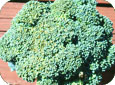 Punaise terne dans le brocoli