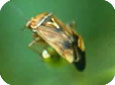 Brassicacées Insectes
