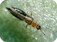 Thrips adult 