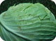 Thrips damage on cabbage 