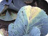 Black rot on cabbage     