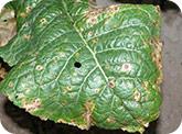 Alternaria on leaf surface