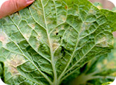 Spores du mildiou sur la face inférieure de la feuille