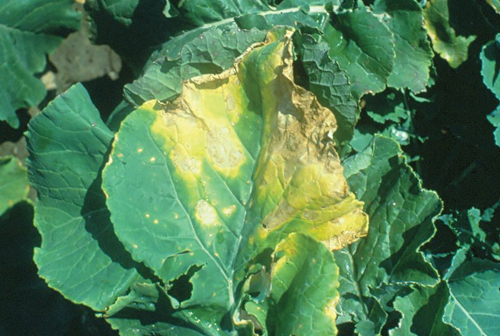 Diseased broccoli exhibiting yellow spots on the upper leaf surface