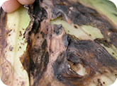 Lésions causées par Rhizoctonia sur les feuilles de chou