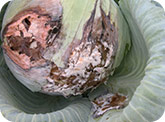 White rot on cabbage head 