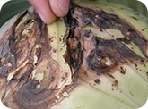 Rhizoctonia lesions on cabbage
