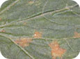 Downy mildew on pumpkin leaf