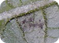 Downy mildew (lower leaf surface)